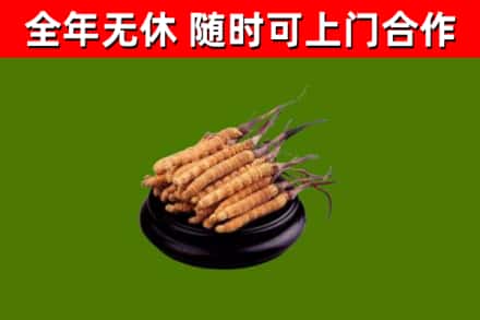 吐鲁番回收散虫草
