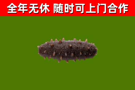 吐鲁番回收海参干